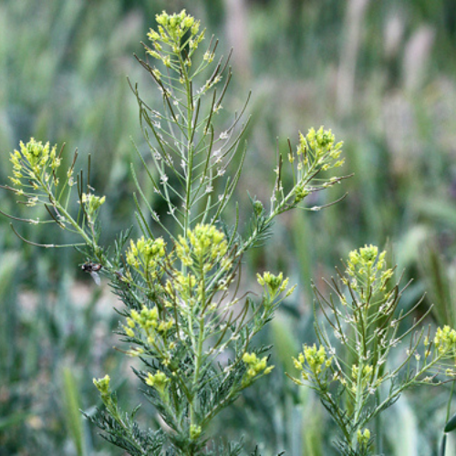 Untitled design - 2025-09-21T120516.722 Fki Weed (Descurainia sophia) - Image 1