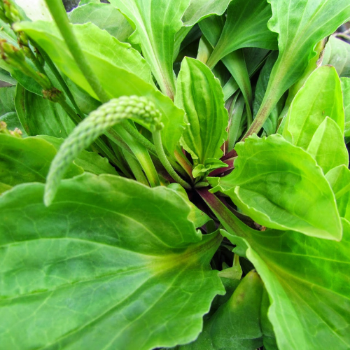 Untitled design - 2025-09-29T103121.939 Broadleaf Plantain (Plantago major) - Image 1